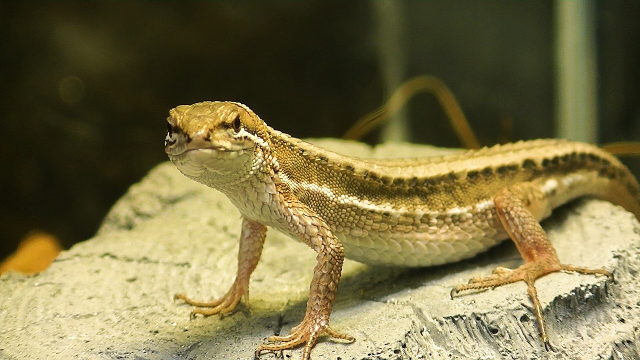 【ニホンカナヘビ飼育】#09 美味しそうなサナギが沢山あるけど、ダイエット中だから、おあずけ。