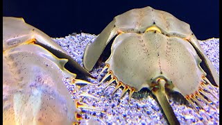 カブトガニ Japanese horseshoe crab, King Crab Tachypleus