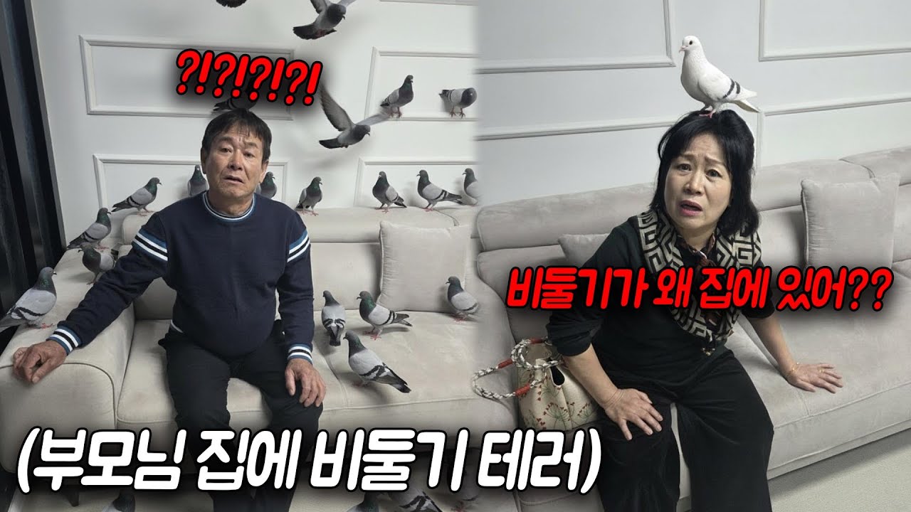 집에 비둘기가 들어왔어요.. 대낮에 비둘기소동ㅋㅋㅋ