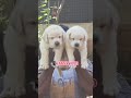 💫Labrador puppy sale in #bangalore#Ooty#Kodaikanal#Sivakasi#pondicherry#hosur#tenkasi#labpuppy