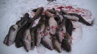 видео: Первый лёд, к нам плывёт! Рыбалка на Налима. картинка: Первый лёд, к нам плывёт! Рыбалка на Налима.