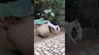 வருத்தப்பட்ட குடும்பம்! கவ்வி சென்ற பூனை! | Cute Baby Cats | #cats #cat #catvideos #shorts