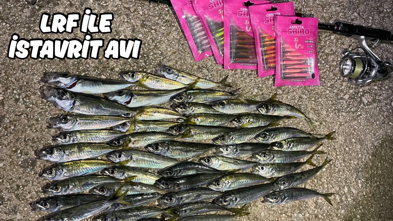 LRF İLE İSTAVRİT AVI / HER ATIŞ İSTAVRİT