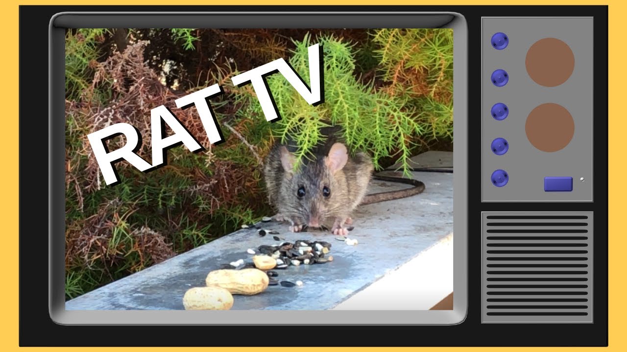 Rat TV for Rats about Rats