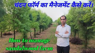 चंदन फॉर्म करते समय क्या ध्यान रखें। How to manage sandalwood farm.