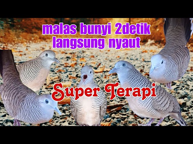 SUPER TERAPI sangat ampuh mengatasi perkutut malas bunyi dan macet bunyi class=