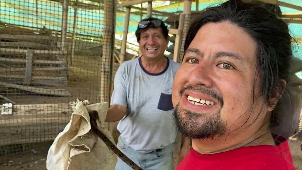 Matacaballo en la casa de los pollos 🐥 