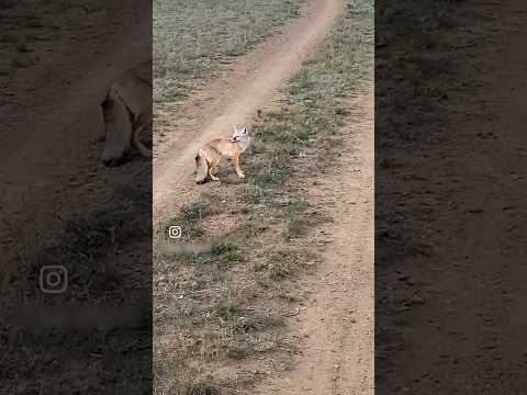 ثعلب يشاهد ملك الموت قبل وفاته
