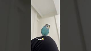 Mavişin Adı Artık Tukuşmuş😂😂