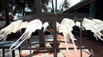 Mực Một Nắng phơi kiểu Nhật - Mũi Né, Phan Thiết