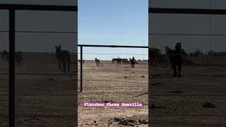 Donkey Introductions Are Always Exciting Snickers And Smokie Our New Rescued Donkeys Join The Herd