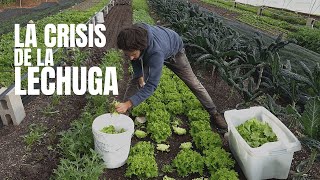 La CRISIS de la LECHUGA | Insectos, mamíferos, desequilibrios y otros aprendizajes.