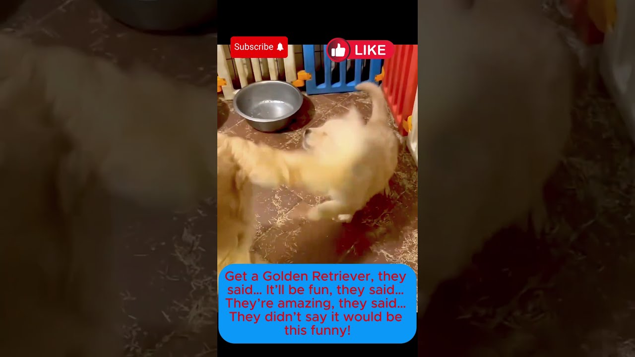 They Said Golden Retrievers Are Cute Forgot THIS Part Shorts Funny Funnydogs