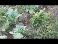 Cauliflower Crop cultivation in Pakistan 