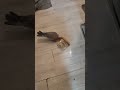 Her favorite treat betrayed her 😔😥 #cockatoo#parrots#funnyanimals