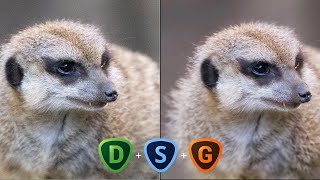 Simple photo editing workflow to denoise, sharpen, and upscale your wildlife images screenshot 5