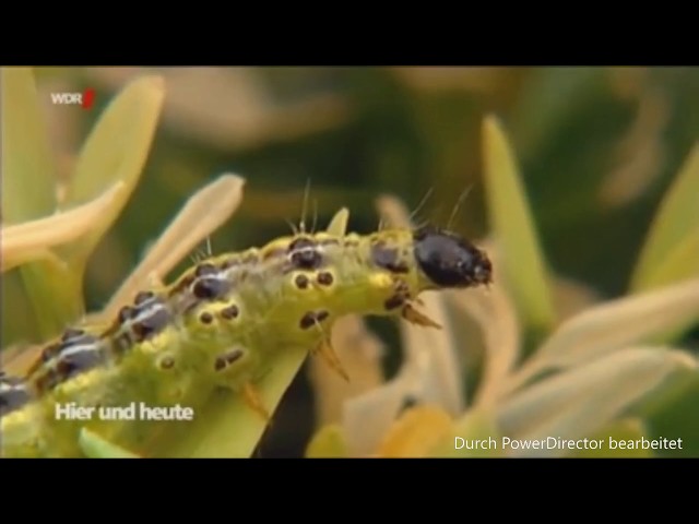 WDR: 🐛 Die Buchsbaumretter verwenden Algenkalk gegen den Zünsler