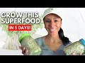 5 Reasons to GROW SPROUTS at HOME | Grow SUPERFOODS in 5 Days | SAVE Money on Vitamins