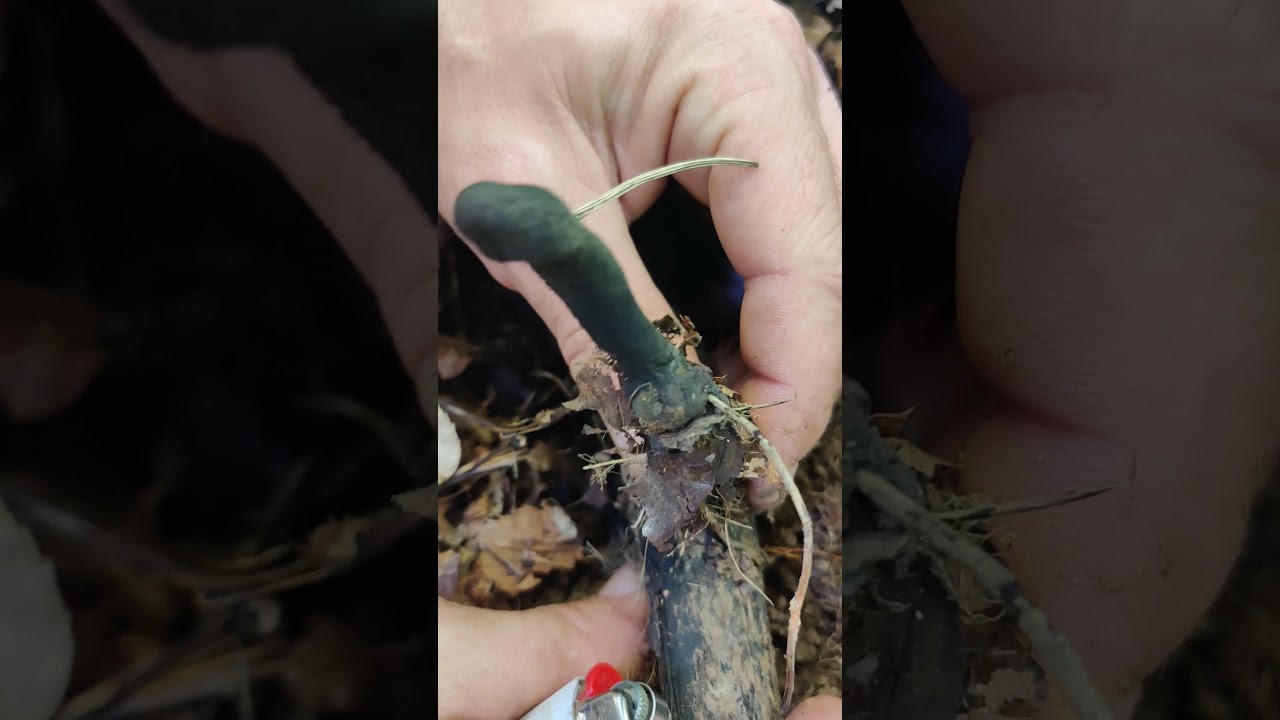 Foraging with Forrest!!  Xylaria Fungus! aka DEAD MANS FINGERS!!