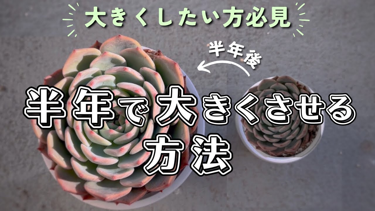 半年間でエケベリアが驚きの成長！育成方法を紹介 【 多肉植物 / ガーデニング 】