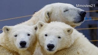 しっぽ噛まないで〜寝起きのこぐま~Polar Bears woke up