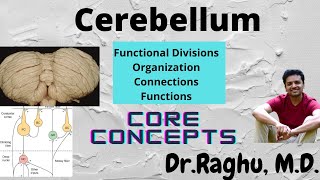 Cerebellum - Divisions, organization, connections & functions | Neurophysiology of cerebellum.