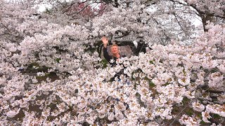 Feasting under Tokyo's Cherry Blossoms - Eric Meal Time #870