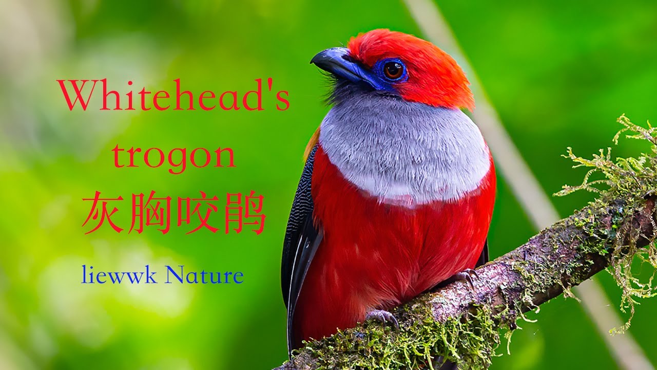 one of the Whitehead's Trio Whitehead's trogon,灰胸咬鹃 