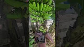 3 Manejos Para Ter Cacho de Banana Gigantes