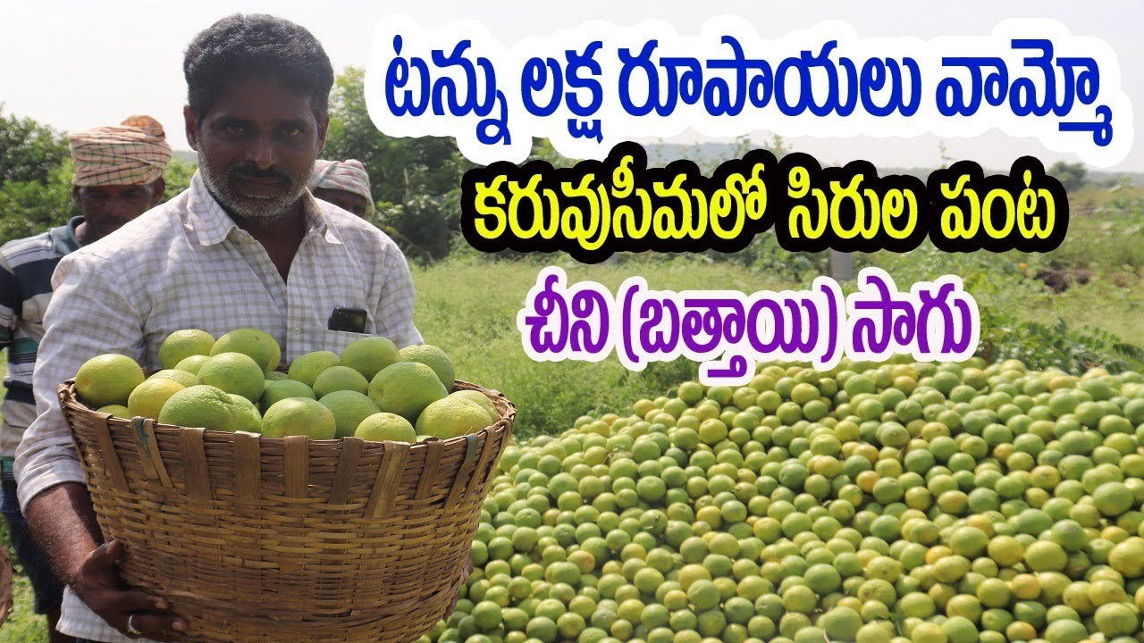సిరుల పంట చీని(బత్తాయి) సాగు | Success Story Bathai Farming In Rayalaseema | Green Orange Farming