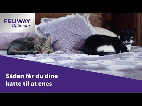 Video: Sådan Får Du Kattens Urinalugt Af Dine Sko