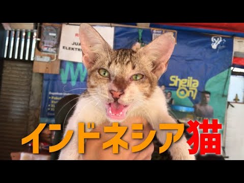 インドネシアの屋台で猫と遊ぶ