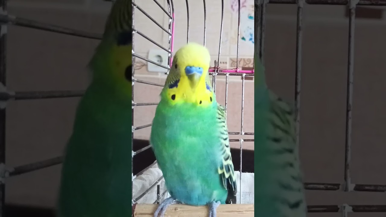 Muhabbet Kuşları Üzerinde Etkili Ses #birds #talkingparot #parrot #budgies #blackfacebudgie