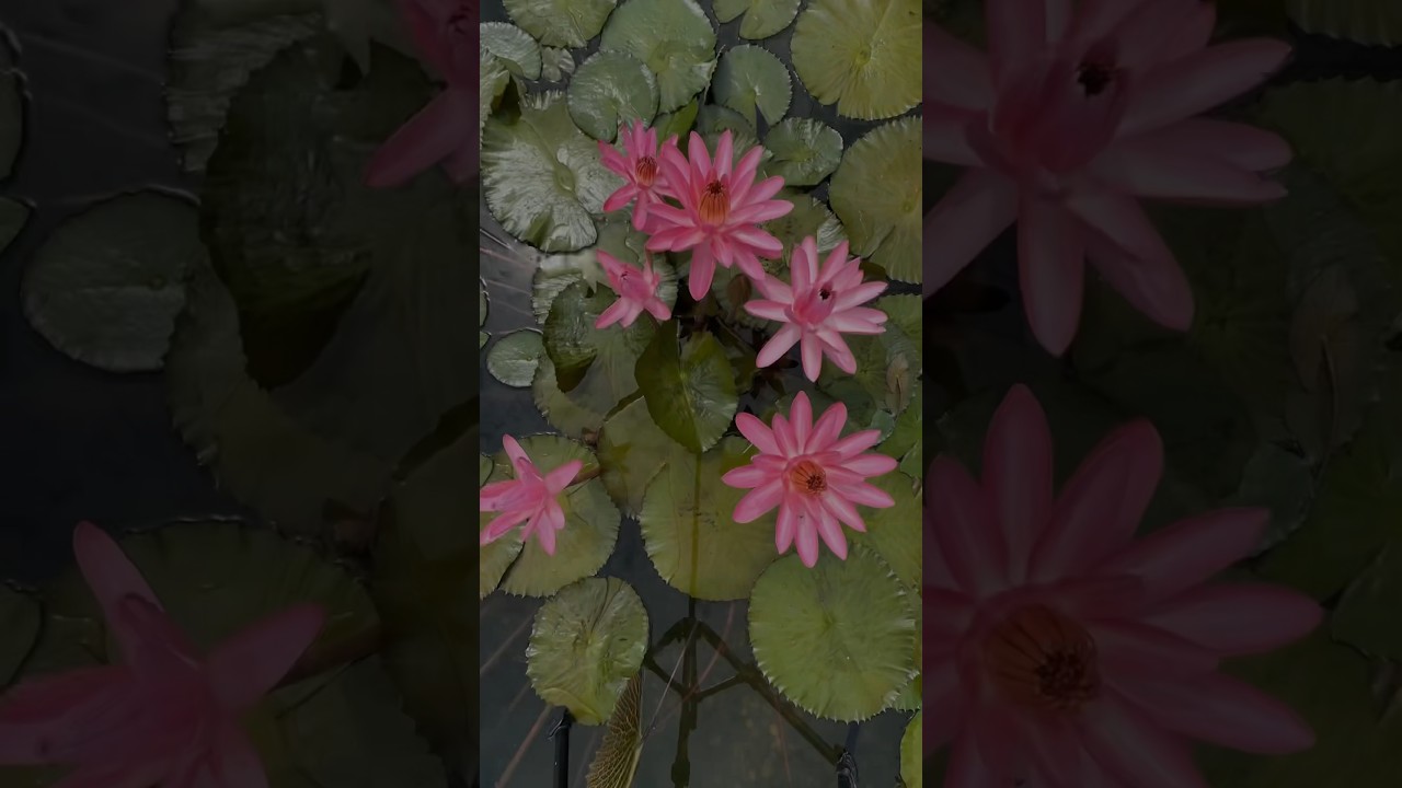 The Full Bloom Cycle of a Tropical Night Blooming Water Lily Nymphaea ‘Emily Grant Hutchinson’