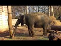 Слон - милый великан и Казуар — самая опасная птица в мире. 🦅 Wroclaw Zoo #animals