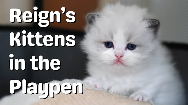 Video 7715851: cute mother cat, adorable mother cat, gorgeous cat, kitten