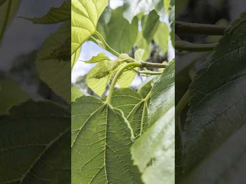 Trick your Pakistani mulberry to fruit again‼️ THIS IS NOT AN EVER BEARING VARIETY 🙌🏾🙌🏾🎉