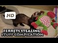Ferrets Stealing Stuff Compilation