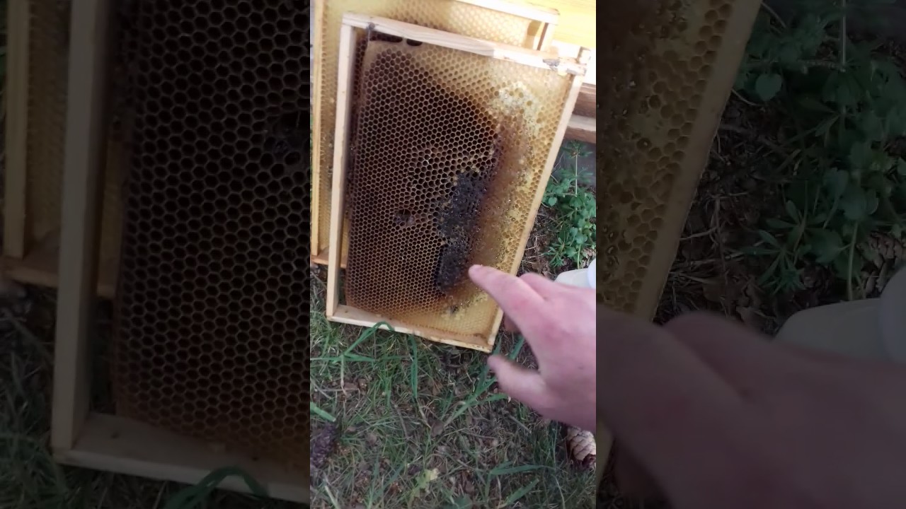 Отводок./6. Mai 2017