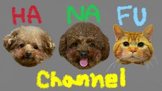 HaNaFu channel 始まるよ♡