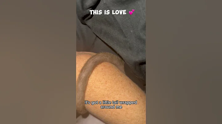 Watch the video about My unique little creatures #sphynx #fyp #funny