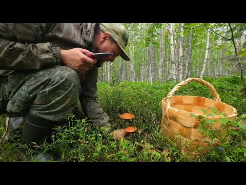 СБОР ГРИБОВ. НАБРАЛ