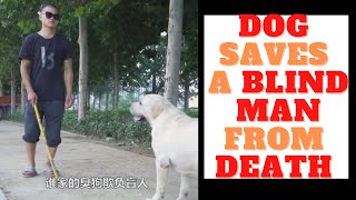 Celebrity DOG RESCUES BLIND MAN FROM DEATH #SHORTS #YOUTUBESHORTS  #DOGDAY Wealth