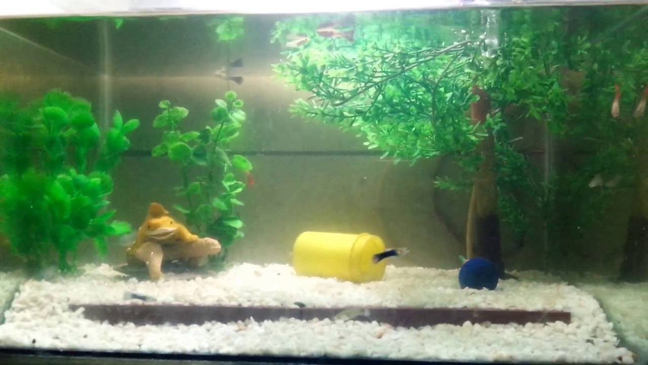 gouramis and shrimp Colourful Guppies with Neon Dwarf Gouramis