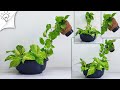 New way ideas for money plant growing / tabletop plants decoration / garden ideas