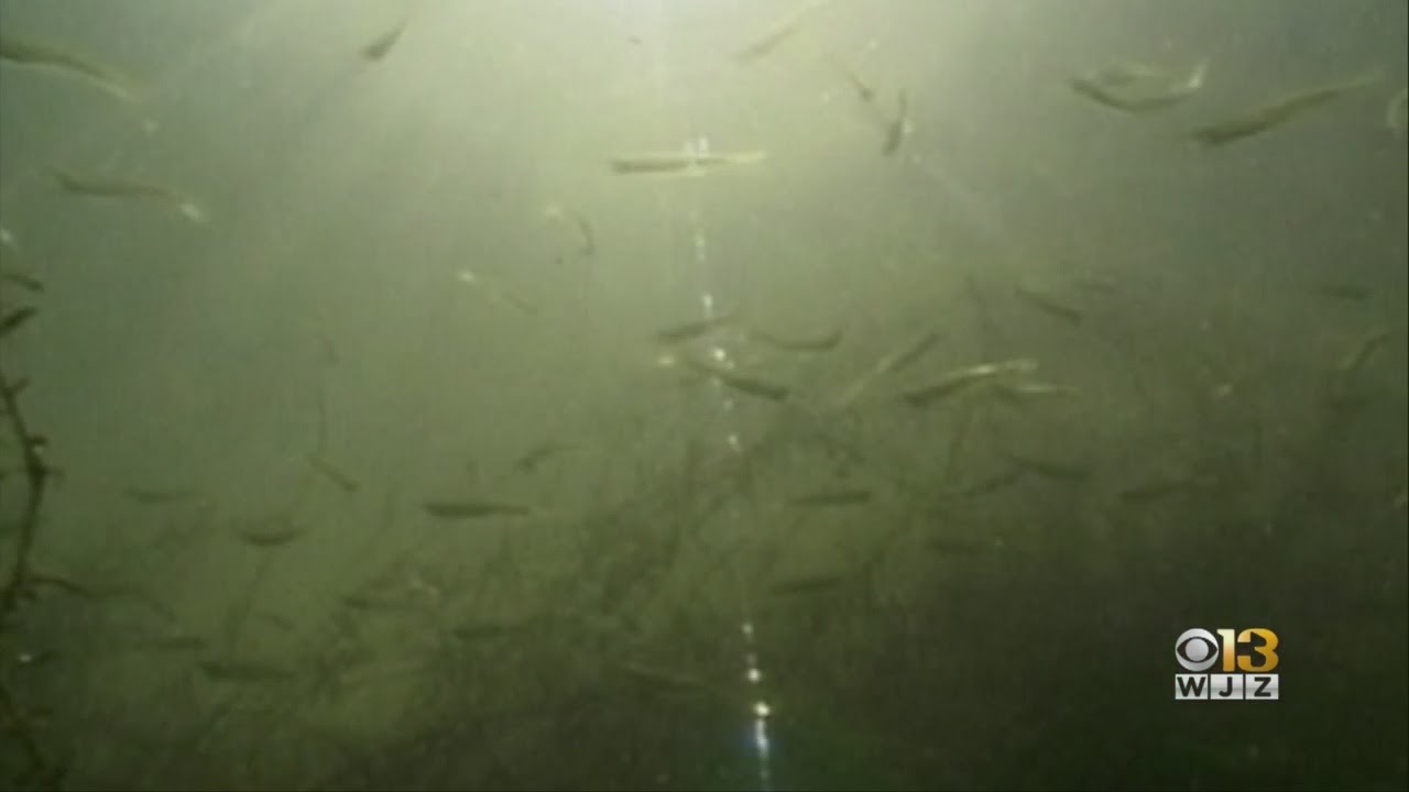 Dead Zone Confirmed In Chesapeake Bay - YouTube