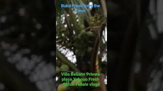 Buko Fresh Saraaap from the Farm lMitch Tubale vlogs