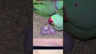 #parrot #funny #talkingparot #shortvideo #birds video