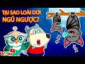 Tại Sao Loài Dơi Ngủ Ngược 🤔 Wolfoo Khám Phá Những Điều Mới Lạ | Wolfoo Tiếng Việt