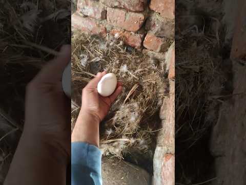 لحظه بيض الوز